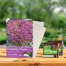 Tough, fast growing ground cover, forms 2 in. Touch Of Eco Creeping Thyme Carpet Flower Mat Growing Kit Reviews Wayfair