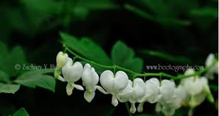Image result for Dicentra spectabilis alba