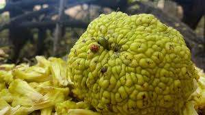 It is claimed that placing hedge apples around the foundation or inside the basement will repel or control insects. 765 Hedge Apple Photos Free Royalty Free Stock Photos From Dreamstime