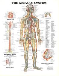 1947 1981 1986 anatomical chart company chicago illinois