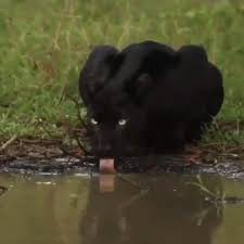 Animals Geolife On Instagram Omg Look At His Eyes Video By Jungleexploree Follow Us Animals Geolife F Black Jaguar Animal Amazon Animals Panther Cat