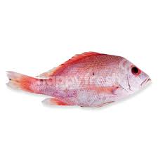2 ekor (600 g) kakap merah. Ikan Kakap Merah Jakarta Happyfresh