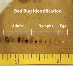 View Bed Bug Pictures In All Life Stages Zappbug