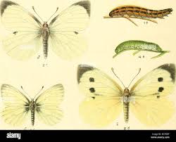 Image result for Pieris napi