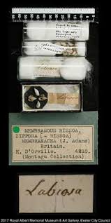 Image result for Isoglossa membranacea