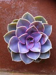 Check spelling or type a new query. 9 Vibrant Purple Succulents Sublime Succulents