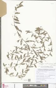 Image result for Indigofera paracapitata