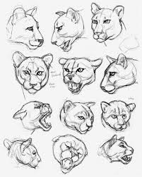 Big Cat Head Studies Done In Ink Gary Geraths Big Cats Drawing Big Cats Art Big Cat Tattoo