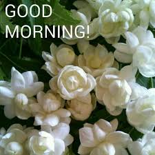 Morning With Jasmine Good Morning Greetings Good Morning Messages Good Night Greetings