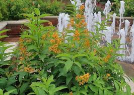Image result for Cestrum