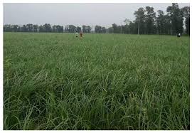 Image result for Cyperus sp. no. 1