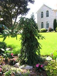 Maybe you would like to learn more about one of these? J R Custom Landscaping Weeping Norway Spruce Conifers Garden Xeriscape Front Yard
