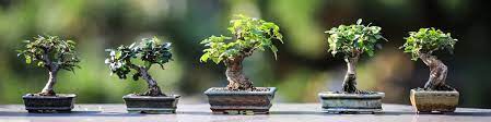 Growing Chili Bonsai Plants Chili Plant Com