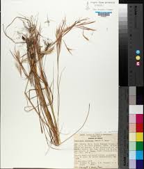 Image result for Andropogon fastigiatus