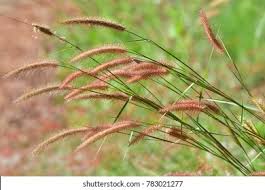Image result for Setaria kagerensis