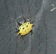 The garden orb weaving spiders are a large group of spiders with over 100 known species in australia. Arachnids Of North Carolina