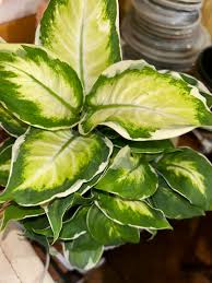 Image result for beautiful dieffenbachia