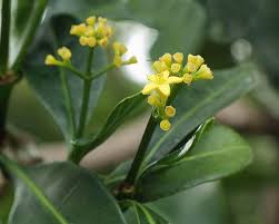 Image result for Psychotria capensis
