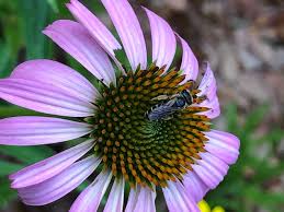 This is a good way to distinguish them from other native grasses. Four Easy Steps To Encourage Pollinators