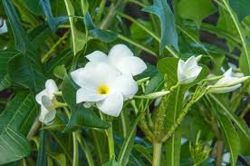 Bianchi sono anche i fiori di exochorda. Immagini Stock Bella Fiori Bianchi E Nome Fresco Plumeria Pudica Endurance E Eccellente Tutto L Anno Fiore Allevamento E Cosi Facile La Zona E Molto Bellissimi Fiori Image 33036288