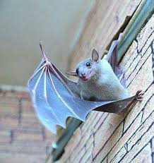 Be Our Guest Cute Animals Animals Beautiful Cute Bat