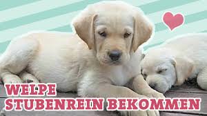 Bis zum alter von einem jahr kann ein kleines unglück ab und an passieren. Welpen Stubenrein Bekommen Welpenerziehung Hund Stubenreinheit Youtube