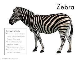 The black marlin is the fastest sea animal, and can swim up to 80 mph (130 kph). Zebra Picture With Fact Box Zebra Pictures Animal Facts For Kids Zebra