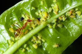 How to kill ants naturally with cornstarch. Ants Garden Pests Diseases Gardening Tips Thompson Morgan