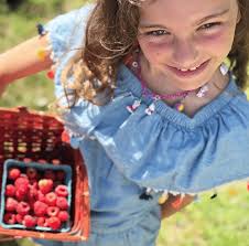 Maybe you would like to learn more about one of these? Berry Picking Farms Near Nyc Stroller In The City