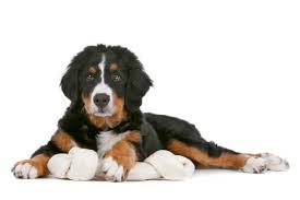 Die schulterhöhe des rüden liegt bei 64 bis 70 cm und sein gewicht um die 50 kg. Berner Sennenhund Futter Testberichte Bewertungen Top 10 Checkforpet