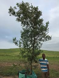 Image result for Apodytes dimidiata