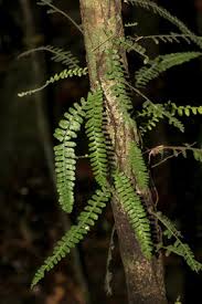 Image result for Arthropteris anniana