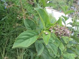 Image result for Rotheca