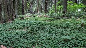 Image result for Oxalis oligotricha