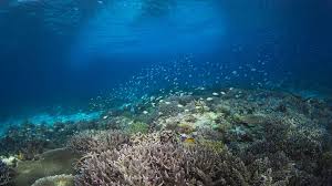 10% rabatt auf alle wysiwyg korallen Bedrohtes Korallenriff Gelungene Korallen Umsiedlung Am Great Barrier Reef Br Wissen