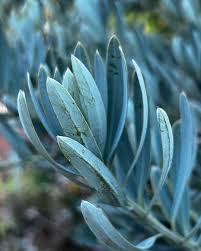 Image result for Podocarpus latifolius