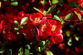 Maybe you would like to learn more about one of these? Texas Scarlet Quince For Sale Online The Tree Center