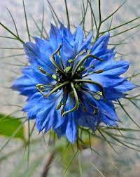 A Pretty Blue Flower Blue Flower Names Flowers Names And Pictures Rare Flowers