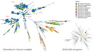 Image result for Enterobacter