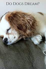 Do Dogs Dream What Experts Say About Canine Dreamland Sleeping Dogs Dog Behavior Dogs