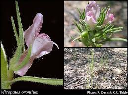 Image result for Misopates