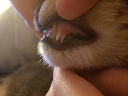 Some kittens have teeth that do not fall out. Is This Normal When A Kitten Is Getting Their Adult Teeth Cats