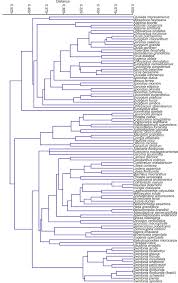Image result for Cyclocotyla