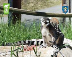 A fost infiintata in anul 1960. Zoo Brasov Posts Facebook