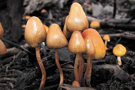 What S Behind The Recent Push To Decriminalize Psychedelic Mushrooms In Western States Green Zone Spokane The Pacific Northwest Inlander News Politics Music Calendar Events In Spokane Coeur D Alene