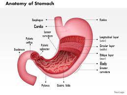 Common incisions and closure techniques. 0514 Anatomy Of Stomach Medical Images For Powerpoint Powerpoint Presentation Designs Slide Ppt Graphics Presentation Template Designs