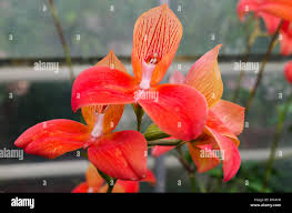 Image result for Disa eminii