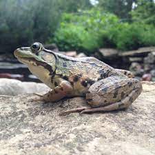 Pin On Pk Frogs