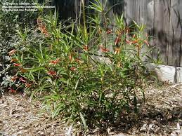 Mexican Cardinal Flower I Lobelia Laxiflora I Cardinal Flower Garden And Yard Flowers