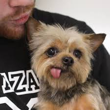 <p>puppy love pet grooming is a pet grooming salon owned by barbara young, a trained and certified canine animal hygenist (cah) and active member of the san diego poodle club. Puppy Love Grooming Salon Videos Facebook